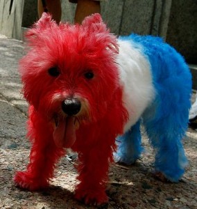 Patriotic_Pet_USA_Red_White_Blue_Dyed_Dog_3