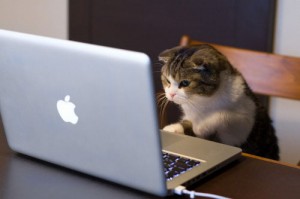 Cute Cat Using Laptop