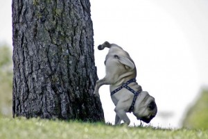 peeing-pug