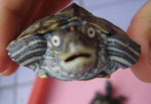 turtle-surprise-face