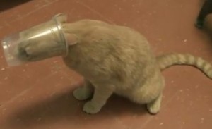 Plastic-Cup