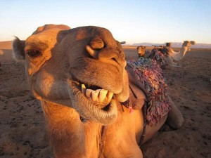 funny camel