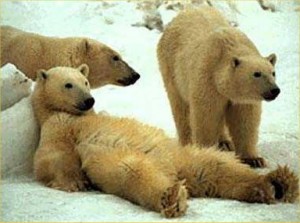 weekend bears
