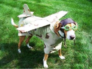 jet dog